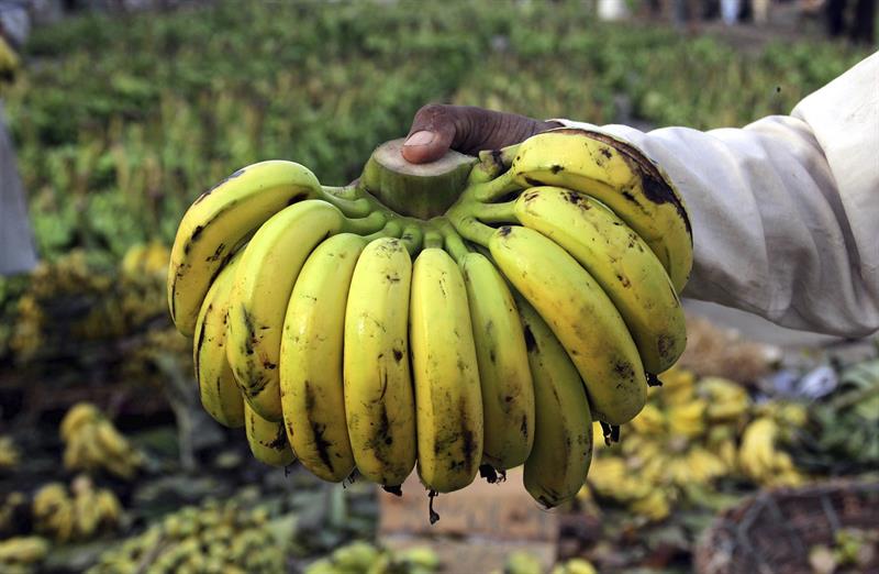 FAO: el manual para el empleo bananero en Ecuador puede adaptarse en otros paÃ­ses